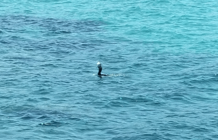 cormorano che prova a ingoiare un pezzo di  plastica scambiato per un pesce.
